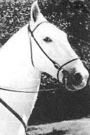 Silver King the Horse profile photo