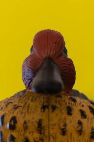 P. Carte Unatetta profile photo