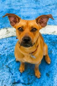 Amendoim profile photo