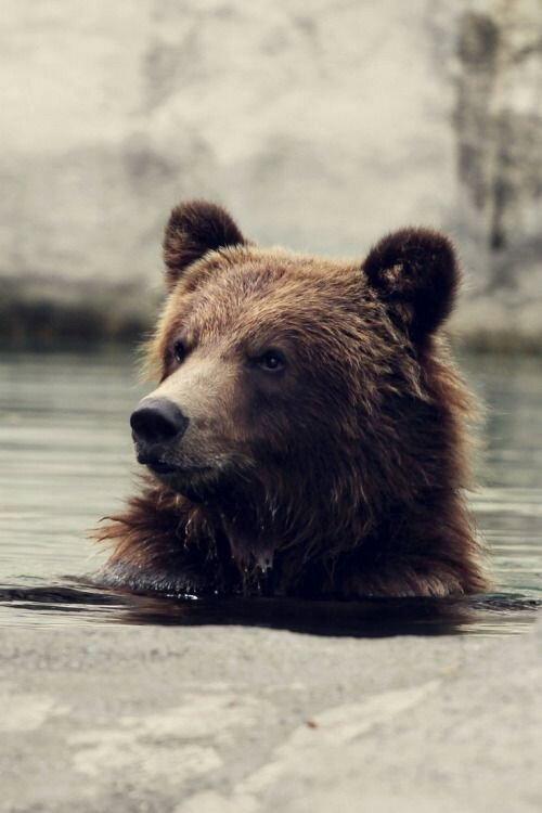 Seul au milieu des ours backdrop