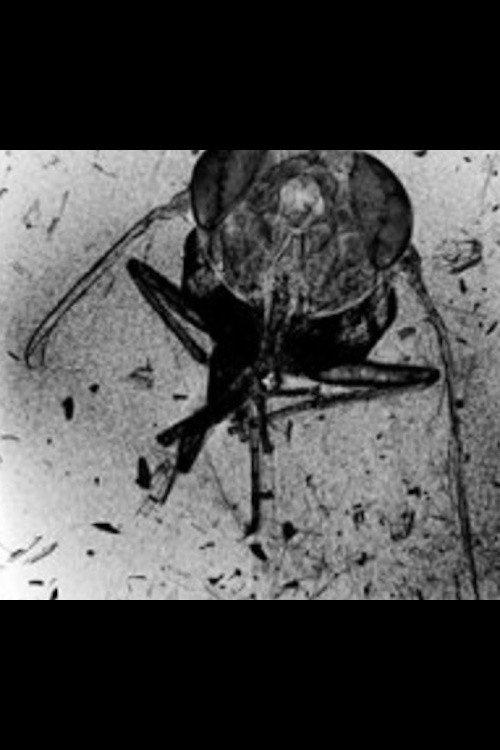 The Death of an Insect backdrop