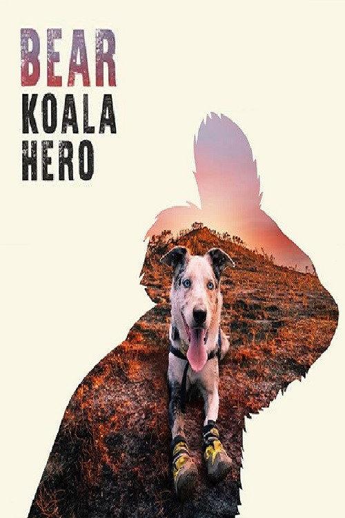 Bear: Koala Hero backdrop