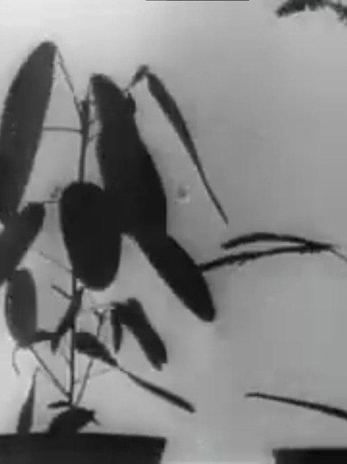 Kinematographische Studien an Impatiens, Vicia, Tulipa, Mimosa und Desmodium von W. Pfeffer (1898-1900) backdrop