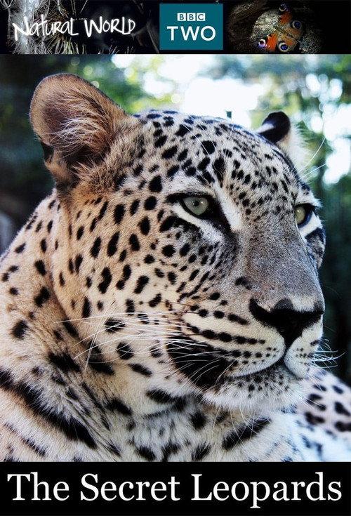 BBC Natural World 2010 The Secret Leopards backdrop