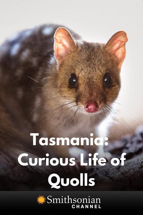 Tasmania: Curious Life of Quolls backdrop