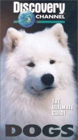 The Ultimate Guide - Dogs backdrop