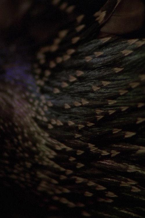 Starlings backdrop