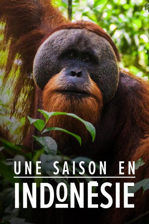 Une saison en Indonésie backdrop