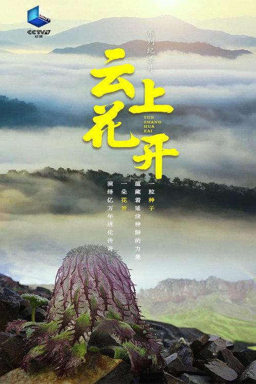 云上花开 backdrop