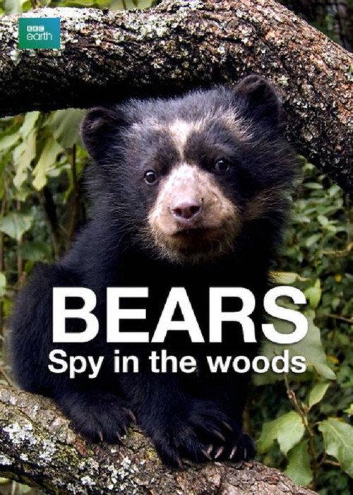 Bears: Spy in the Woods backdrop