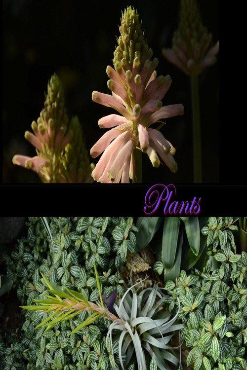 Plants backdrop