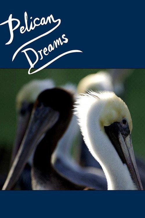 Pelican Dreams backdrop