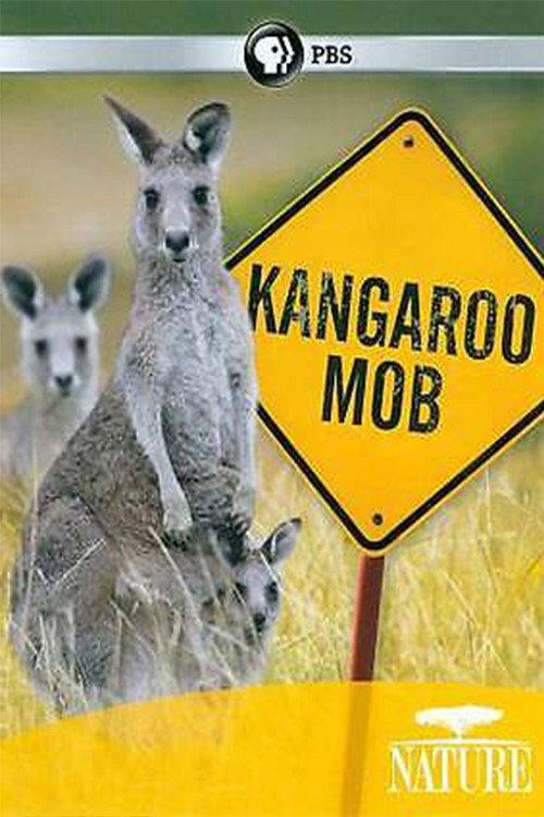 Kangaroo Mob backdrop