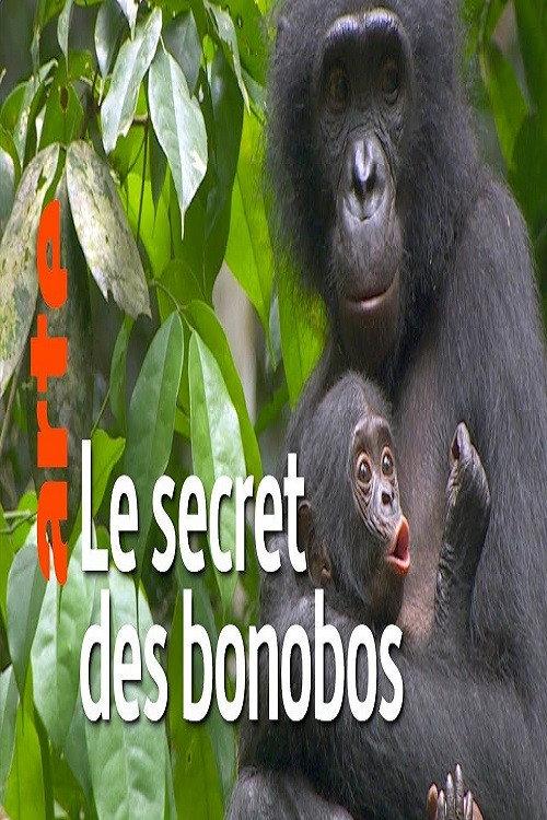 La vie cachée des bonobos backdrop