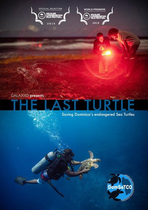 The Last Turtle backdrop
