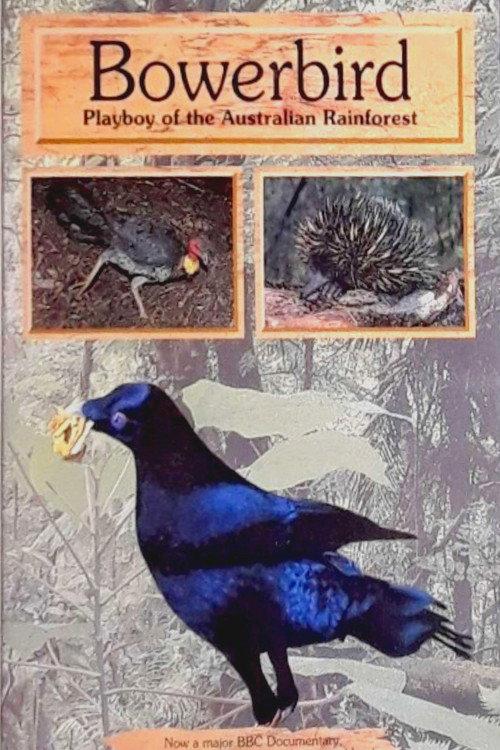 Bowerbird: Playboy of the Australian Rainforest backdrop