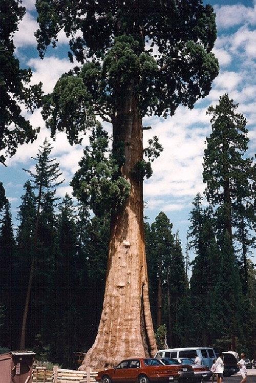 Sequoia & Kings Canyon National Parks backdrop