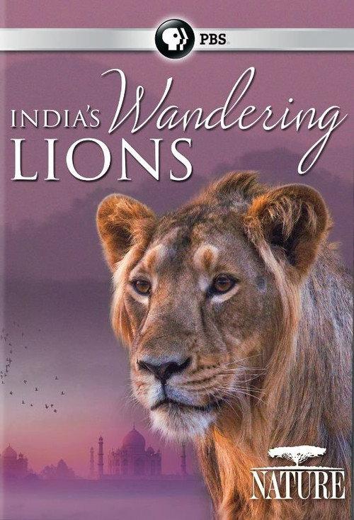 India's Wandering Lions backdrop
