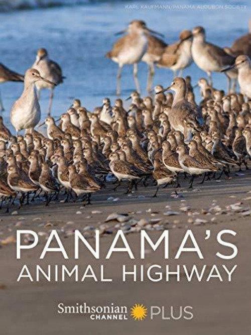Panama's Animal Highway backdrop