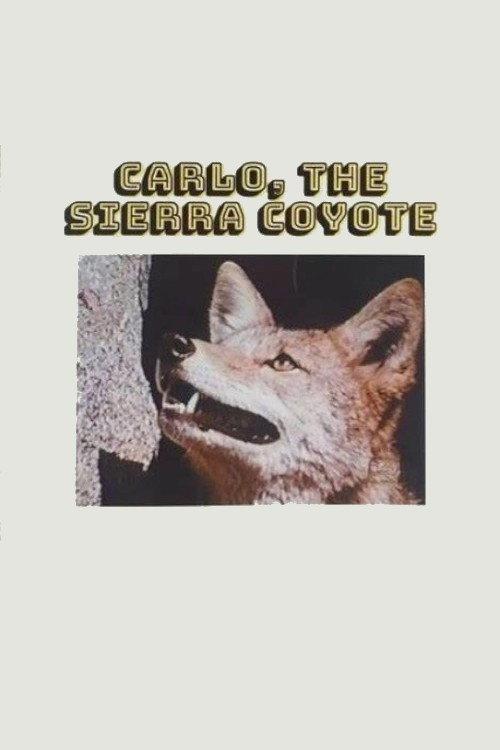 Carlo the Sierra Coyote backdrop