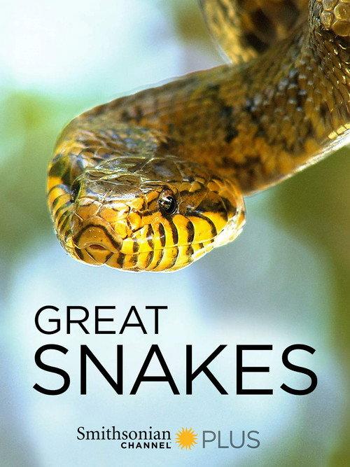 Great Snakes backdrop