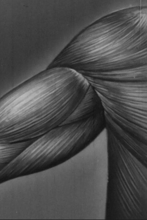 Human skeleton, muscles, movement and posture - Part II backdrop
