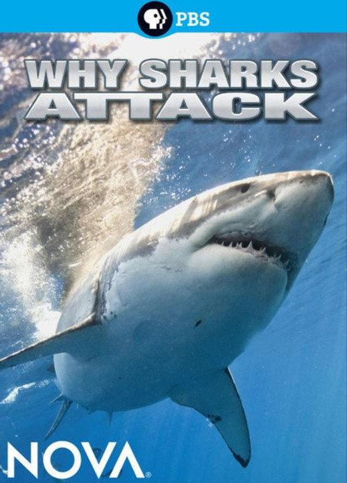 Why Sharks Attack backdrop