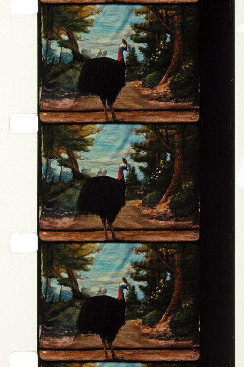 Cassowary backdrop