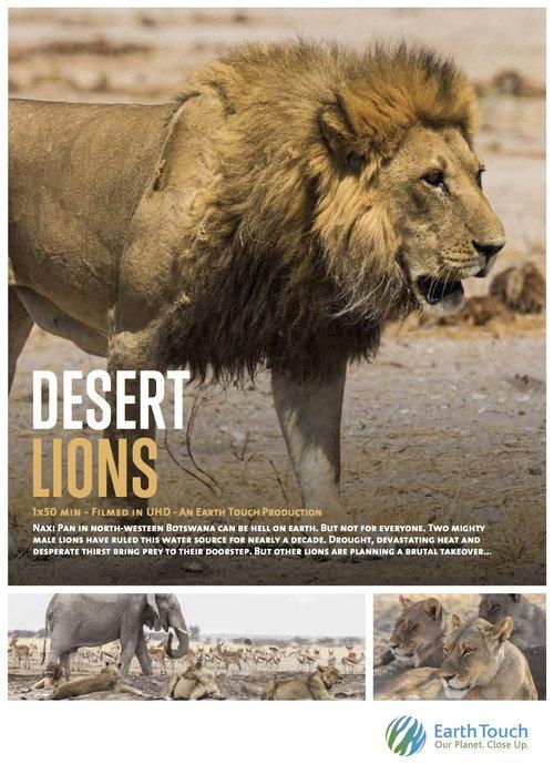 Desert Lions backdrop