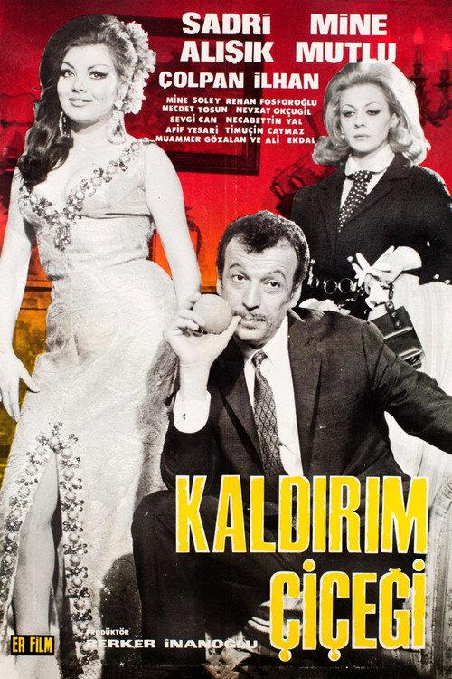 Kaldırım Çiçeği backdrop