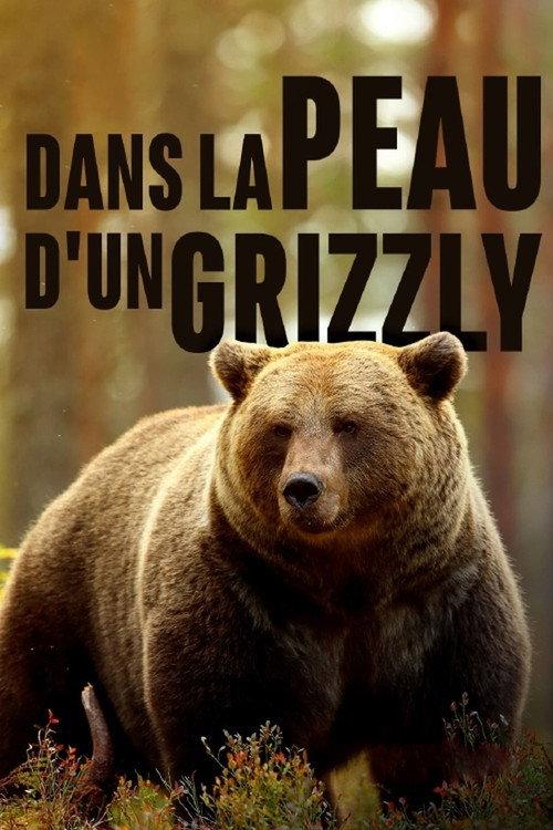 Grizzlys hautnah backdrop