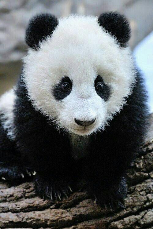 Panda Babies backdrop