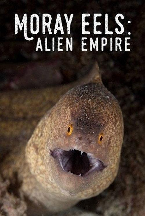 Moray Eels: Alien Empire backdrop