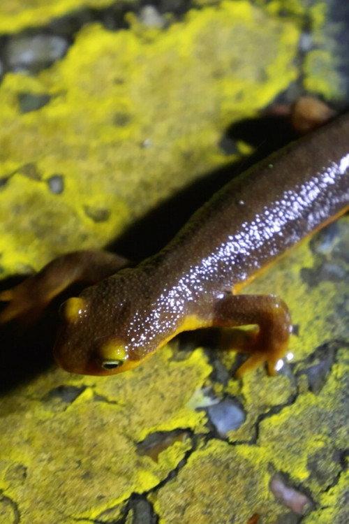 The Chileno Valley Newt Brigade backdrop