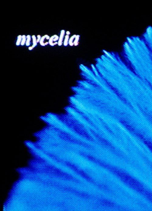mycelia backdrop