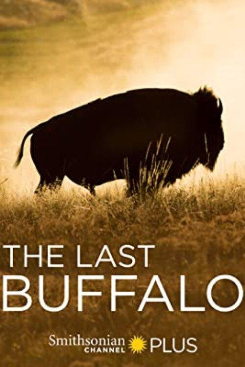 The Last Buffalo backdrop
