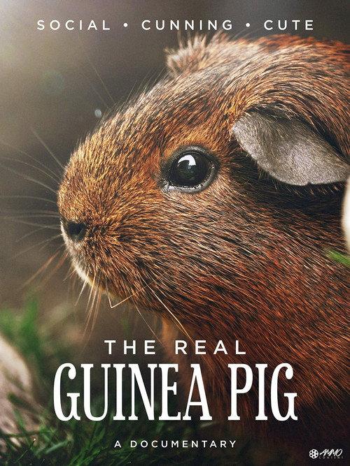The Real Guinea Pig backdrop
