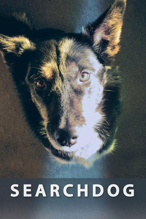 Searchdog backdrop