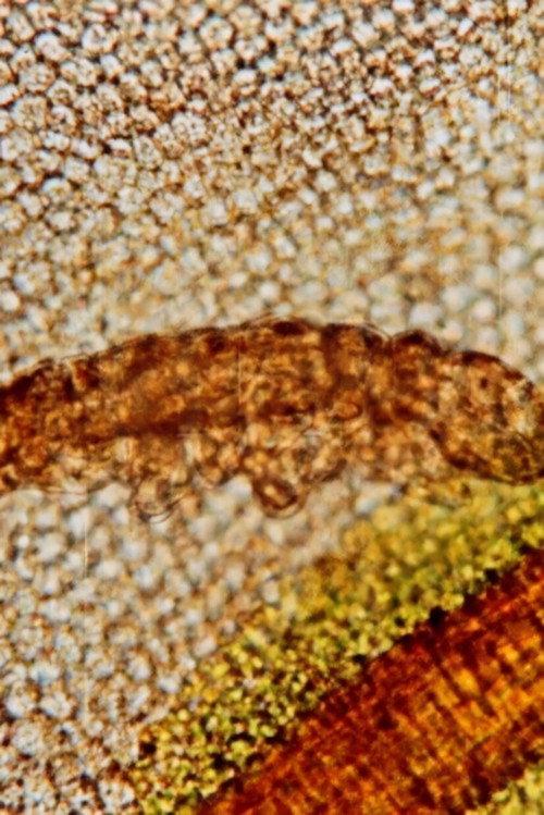 Tardigrada backdrop