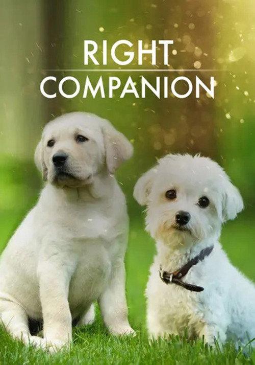 The Right Companion backdrop