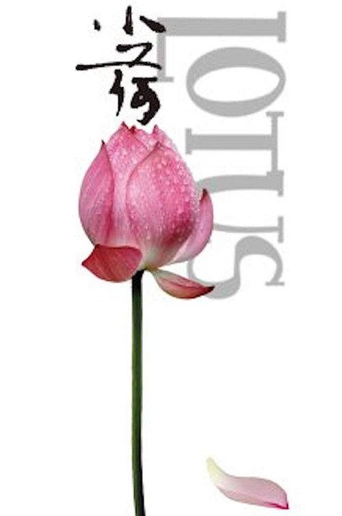 Lotus backdrop