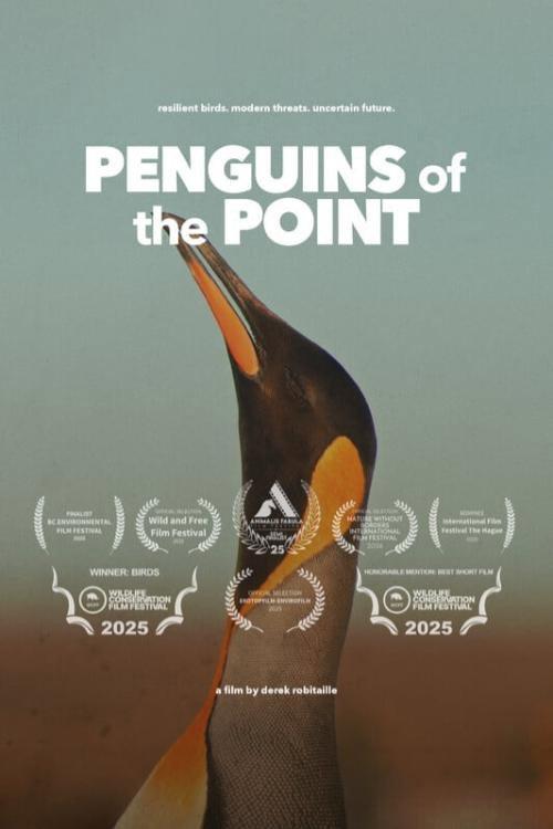 Penguins of the Point backdrop